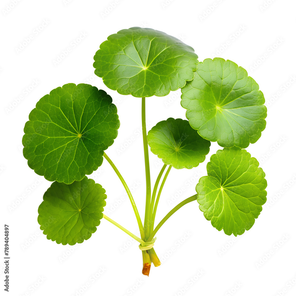 centella isolated on transparent background centella isolated on transparent background