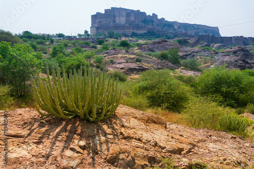 View of Mehrangarh fort from Rao Jodha desert rock park, Jodhpur, India. A lone cactus in the foreground and Mehrangarh fort in the background, with rocky landscape of the desert park.