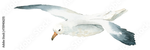 Tableau sur toile Watercolor painted seagull transparent png