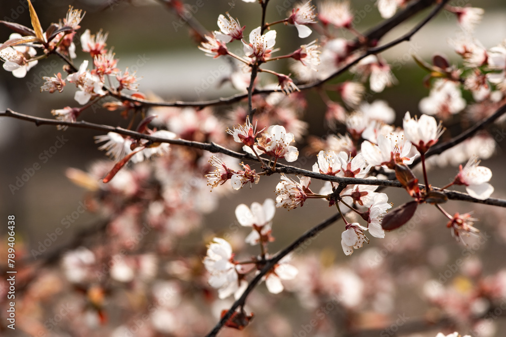 In spring, colorful flowers compete to bloom In spring, colorful flowers compete to bloom