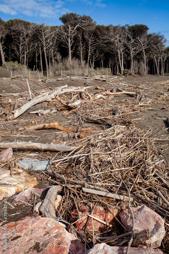 Fototapeta premium tomboli nature reserve of cecina maritime pine on the sea of marina di cecina