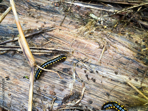 millipede caterpillars in rotting wood