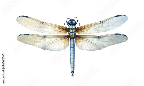 Hand drawn watercolor illustration of green dragonfly isolated on white background. Beautiful insect watercolor drawing in trendy vintage style. Flying dragonfly with transparent wings.