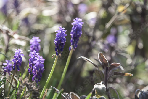 Detail Blüte Traubenhyazinthe Muscari vor unscharfem Hintergrund