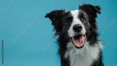 A photo of adorable portrait of amazing healthy and happy adult black and white border collie in the photo studio on the blue background