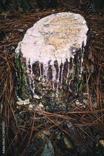 white sap oozing from a cut stump in the forest photo