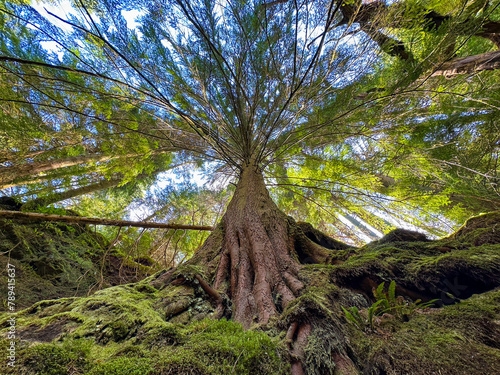Looking up at an old tree with large roots growing over rocks