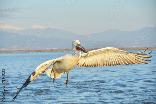 Fliegener Pelikan © Christian