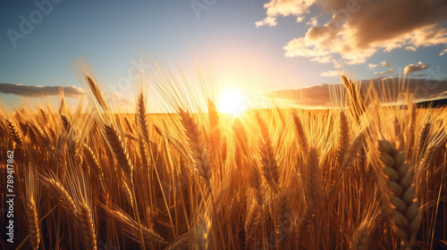A golden hour scene of a field of wheat bathed in warm sunlight. © Ansar