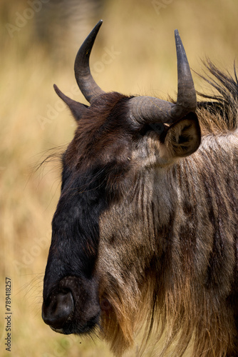Profile close-up of a blue wildebeest in the savannah