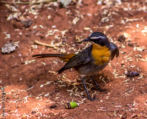 A Cape robin-chat, busy foraging on a patch of bare sand in a garden in South Africa photo
