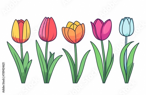 Colored tulips on a white background