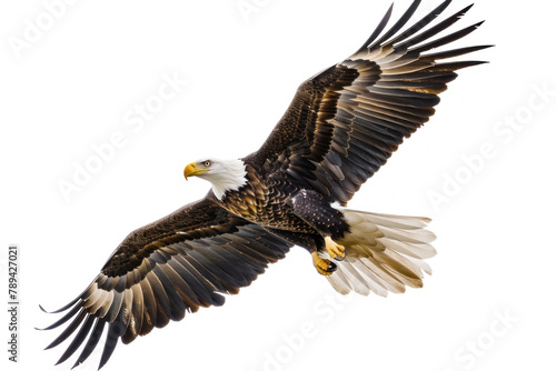 majestic eagle flying with spread wings isolated on white background