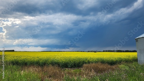 Storm and Canola Field