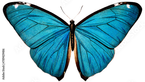 Vintage Common Blue butterfly illustration design element photo
