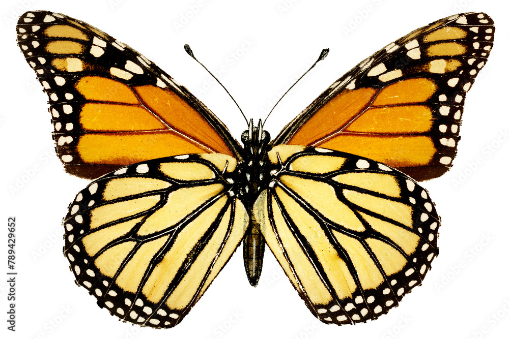 Fototapeta premium Vintage Monarch butterfly illustration design element