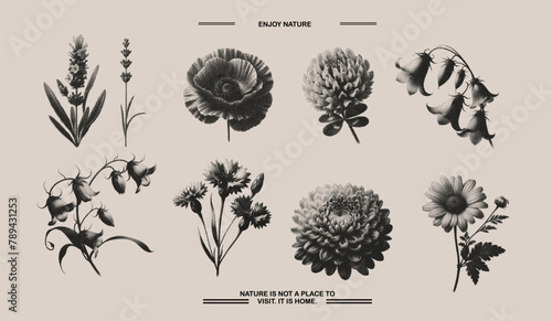 Set of flowers stipple effect. Chamomile, bell flower, chrysanthemum, clover, lavender collection with grunge noise texture. Vector illustration