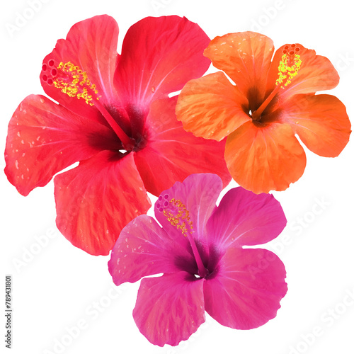 Fototapeta Naklejka Na Ścianę i Meble -  Three colored hibiscus flowers isolated on white. Red Chinese hibiscus (Hibiscus rosa-sinensis), and recolor to pink and orange cutout. Close-up of beautiful Hawaiian hibiscus flower