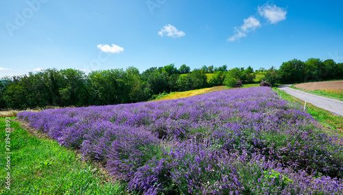 Lavender field in bloom near the village of Sale San Giovanni, Langhe region, Piedmont, Italy, Europe
