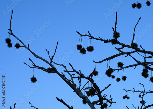 Silhouettes of cones on a sycamore tree against the blue evening sky