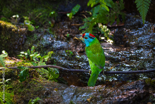 Blue-throated barbet  birds on the  tree branch.