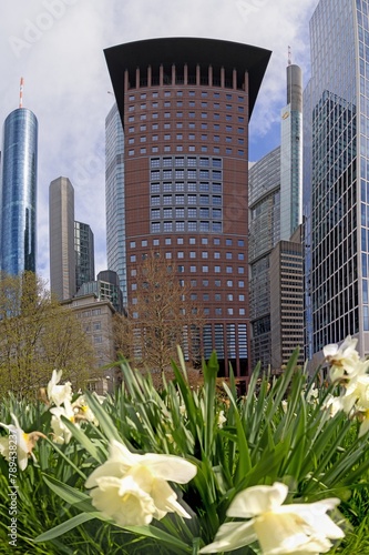 Picture of the Frankfurt skyline with white flowers in the foreground © Aquarius