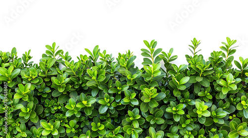Green Garden Shrubs on White Background