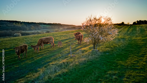 Danish cows on field