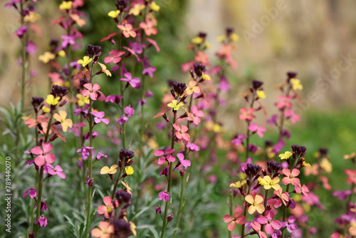 Bilde på lerret Closeup of Peach-flowered wallflower blooms, Derbyshire England