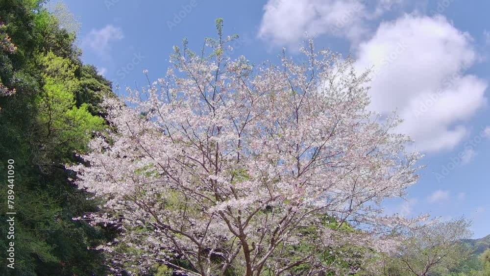 向ってくる桜吹雪とクロアゲハ 向ってくる桜吹雪とクロアゲハ