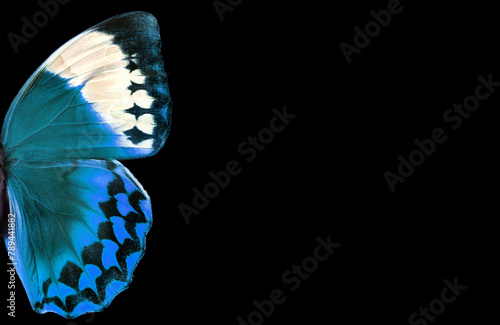 blue morpho butterfly wings on black. copy space