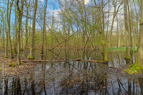 Picture in a marshy forest in spring © Aquarius