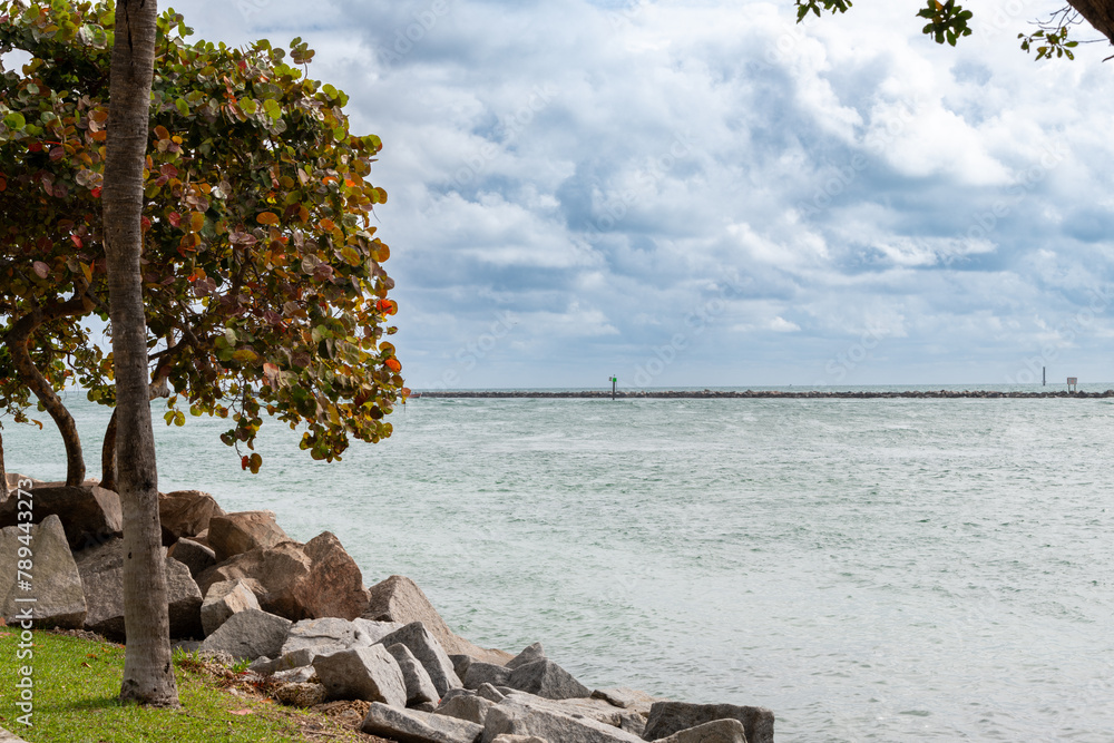 Fototapeta premium tree on the beach
