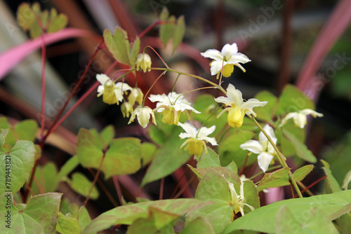 Macro image of Barrenwort flowers, Derbyshire England
 photo