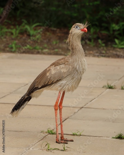 Red-legged Seriema bird standing