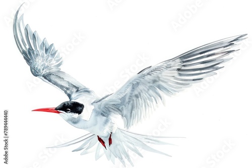 A beautiful painting of a white bird with a striking red beak. Perfect for nature lovers and bird enthusiasts photo