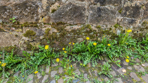 Löwenzahn wächst an der Mauer des Burgberges