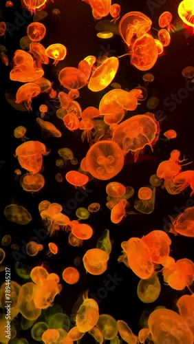 Colorful Jellyfish underwater Jellyfish move in the water. Beautiful reflections of Jellyfish in a large sea aquarium against a black background. - video photo