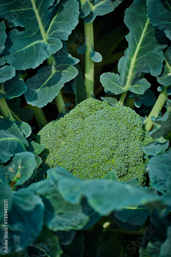 Siembra de brócoli photo