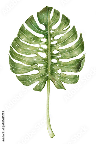 Pencil colored monstera leaf with sparkle design element sticker