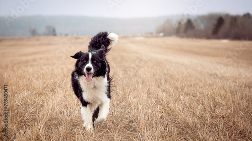 An Australian Shepherd, black and white, in the wilderness.