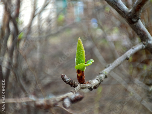 green fresh buds of an apple tree