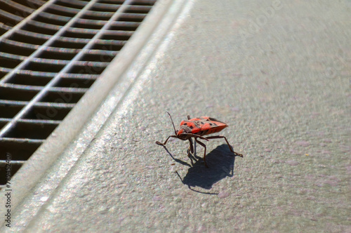 red beetle on a brightly lit surface, shadow