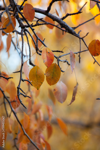 Colourful leaves in autumn season