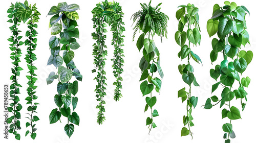 Set of green leaves of palm tree or Javanese vine