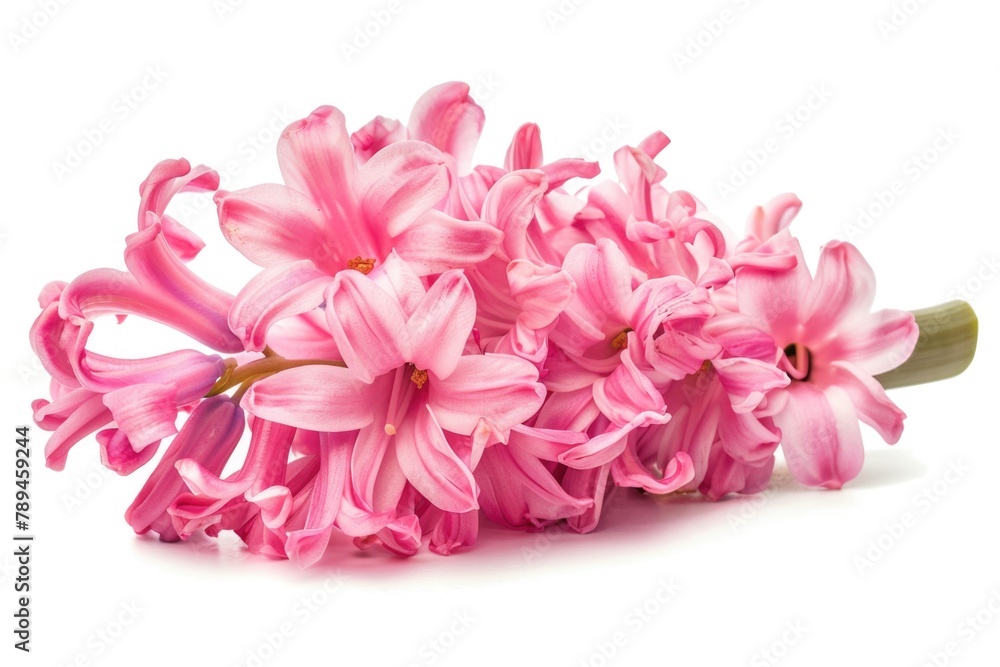 Bright pink flowers arranged neatly on a clean white surface. Ideal for floral arrangements or spring-themed designs