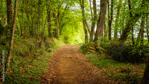 A track leading through the fresh green spring foliage of trees lit by the morning sun in the Dordogne region of France