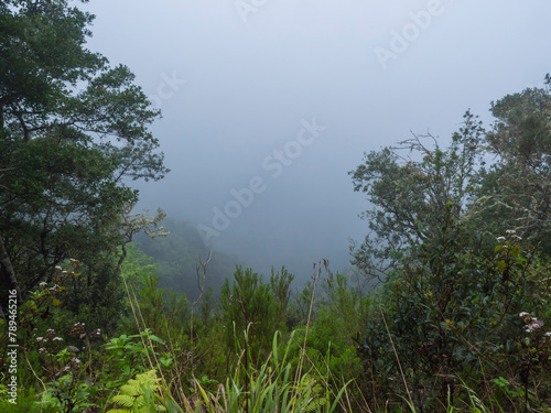 lush green foliage of rainforest in dense mist and fog View from hiking trail PR10 Levada do Furado One the oldest and most popular levadas. Ribeiro Frio to Portela  Madeira Island  Portugal.
