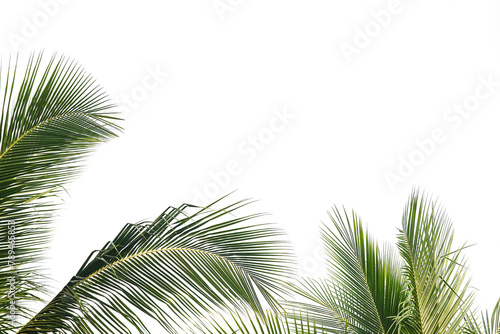 Coconut leaves isolated on white background © Prin