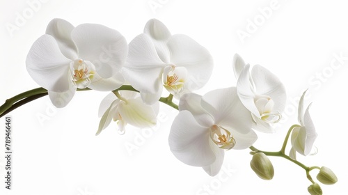 Close up of white flowers in a vase, suitable for home decor